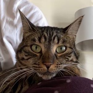 Meet your Posher, Aveista